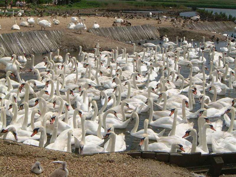 Abbotsbury Tea Rooms Екстер'єр фото